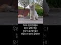 길고양이 30마리가 마당에 살면#길고양이#마당고양이