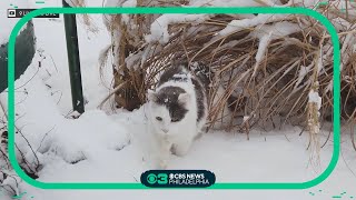 Pet Project: Keeping outdoor cats safe in extreme cold
