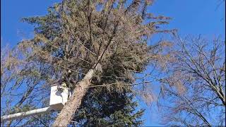 Storm Damage Tree Removal – Fast, Safe & Professional!