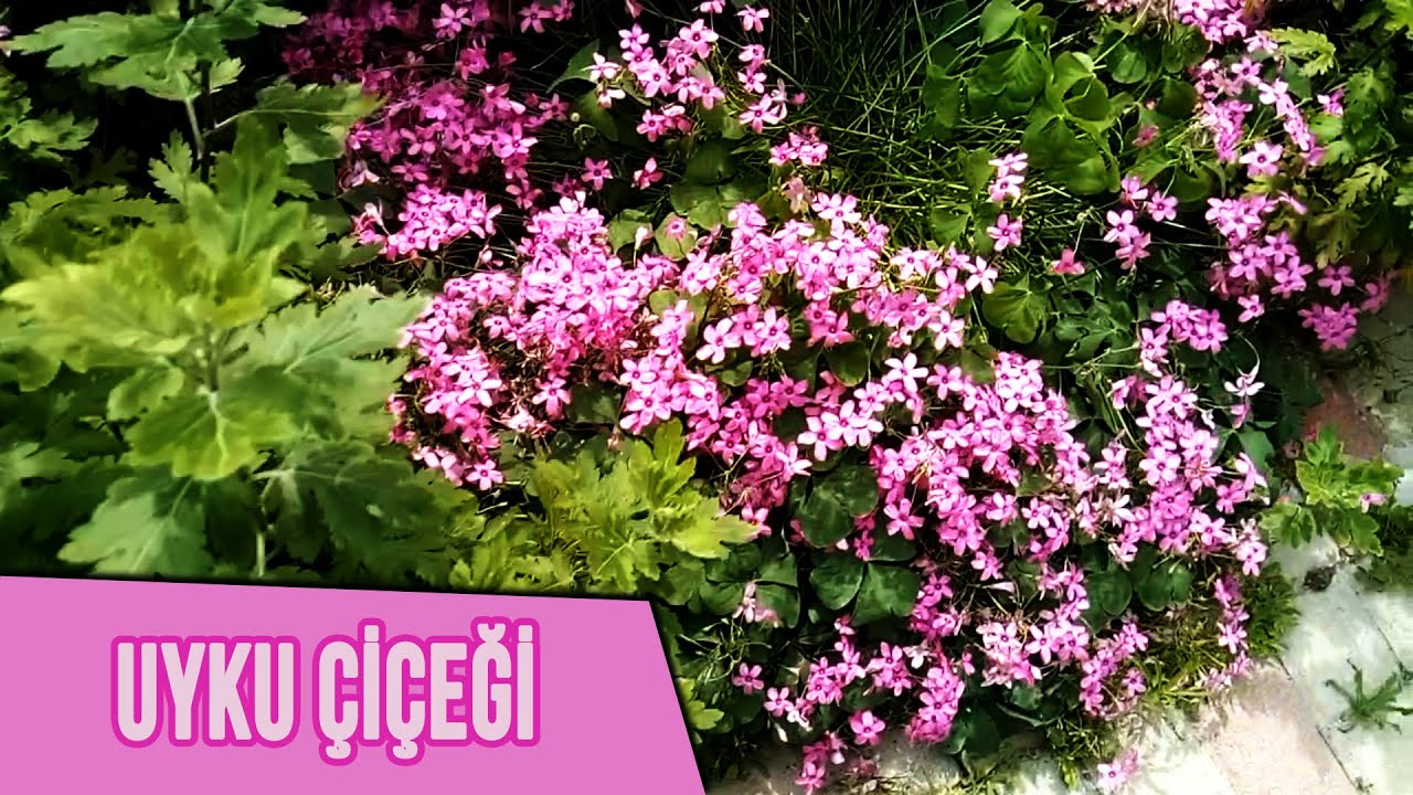 Yonca çiçeği, uyku çiçeği, Oxalis