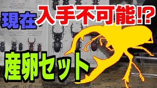 ミヤマの王様‼産卵セット作ります