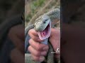 もう出てきてンだね