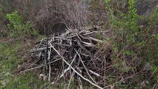 Beaver Hut Close to Road |  Ripe for Flooding
