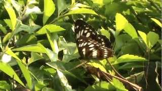 20121104琉球三線蝶