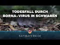 Tödliches Borna-Virus: Mensch bei Bad Wörishofen stirbt