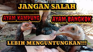 Perbedaan Ayam Kdanung Dan Ayam Bangkok