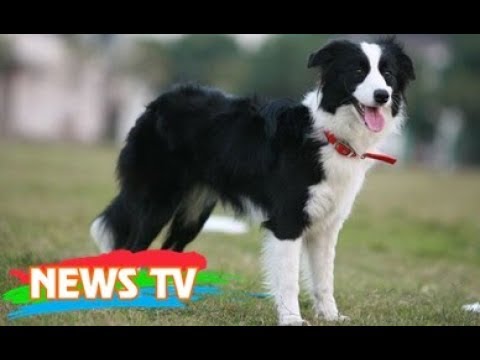 Video: Top 10 Cuddly Fluffy Dog Breeds