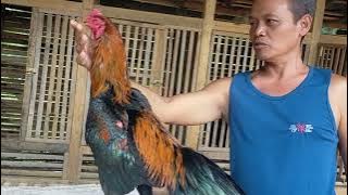 MAIN KE KANDANG MAS IBUN PETERNAK AYAM BANGKOK DI PRINGSEWU LAMPUNG