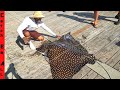 CATCHING GIANT STINGRAY on PIER with NET!