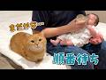 赤ちゃんのお世話をするパパに甘えたくて順番待ちする猫が可愛すぎる!