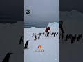 "Why You Should NEVER Touch Penguins 🐧⚠️ | The Truth About These Cute Birds"