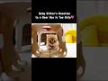 Baby Kitten Sees a Beer Box for the First Time💓