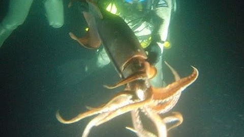 How to Kill a Squid Effectively