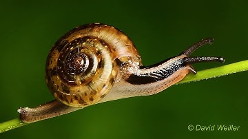 Meet the Endless Spiral Snail