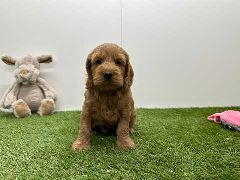 Video Cockapoo
