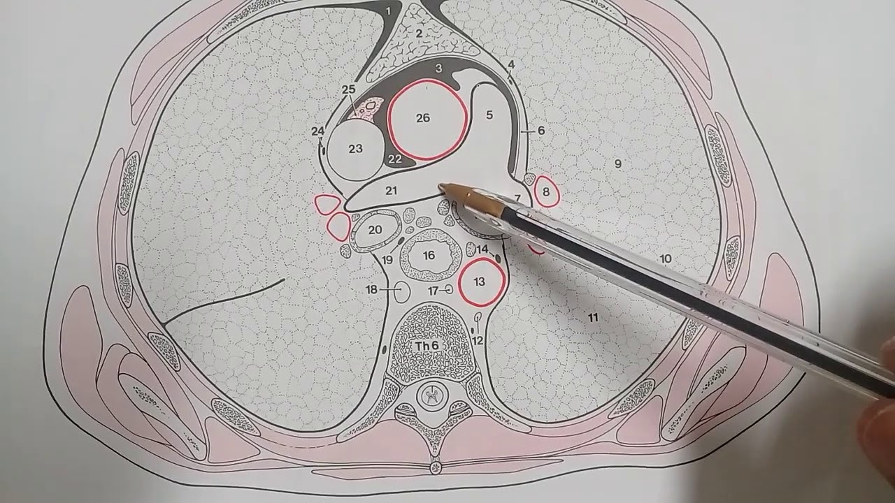 Coupe horizontale passant par la sixième vertèbre thoracique. YouTube