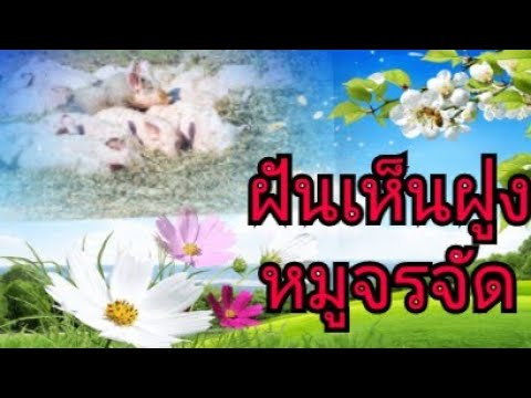 ฝันเห็นฝูงหมูจรจัด