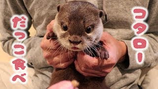 カワウソ コタロー　抱っこしながら、可愛いおやつタイム　Kotaro the Otter Likes to Cuddle？