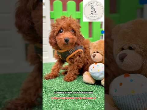 FRAGOLINO — FENOTIPO BARBONCINO TOY