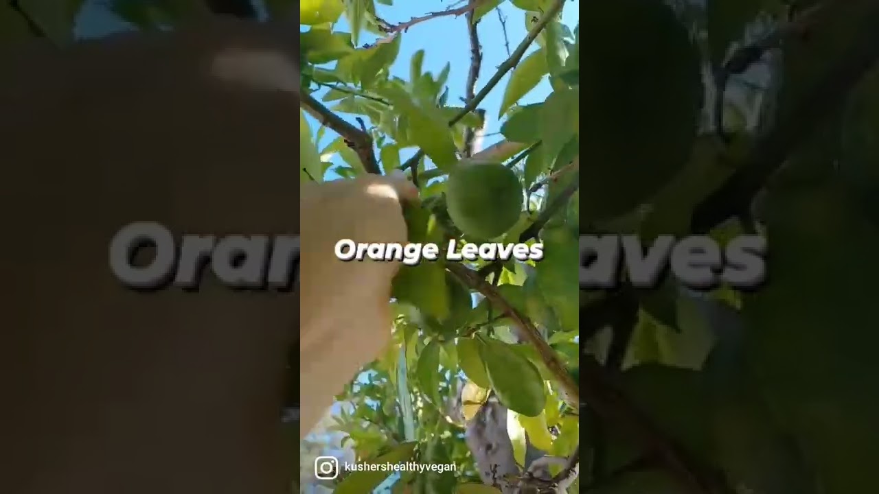 Making Tea From Our Homestead Garden