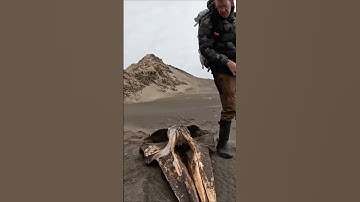 He Discovered Gigantic Whale Fossil While Treasure Hunting