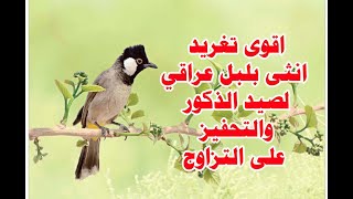 تغريد انثى بلبل عراقي لتحفيز الذكور على التزاوج وصيد الذكور