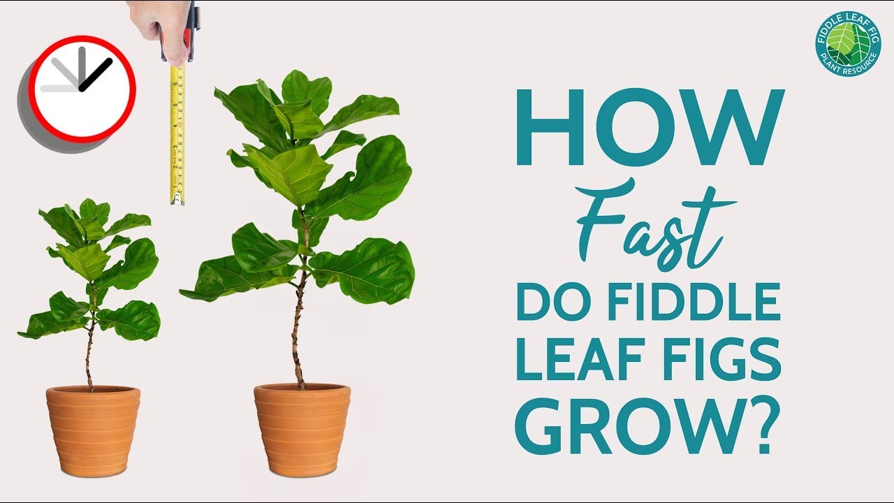 How Fast Do Fiddle Leaf Fig Grow? | Fiddle Fig Plant Resource Center - YouTube