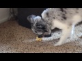 15 Life Hacks for Dog Owners! Pet Care Tips + Tricks | Ariel Hamilton