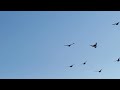 Raz dwa i po locie !.   Drugi lot próbny z kabiny oddz. Pińczów gołębi młodych .10.08.2022 r.