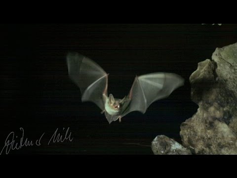 Mausohrfledermaus Flug, mouse-eared bat in flight