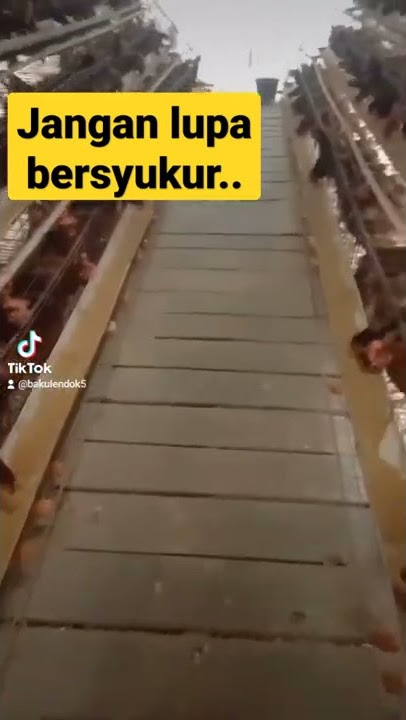 story wa #peternakan ayam petelur