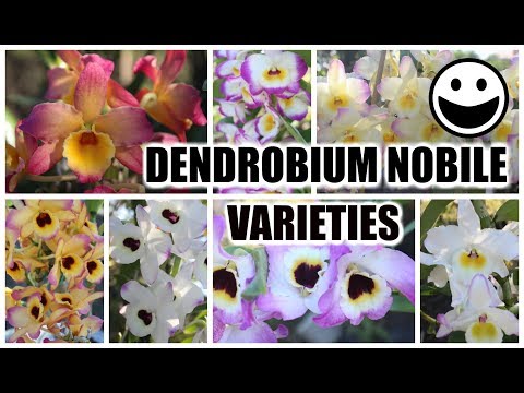 Video: Dendrobija Hibrīds