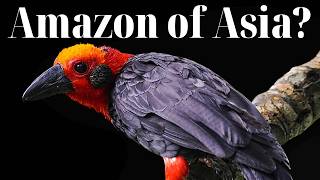Birds of Borneo – 15 Rare Species You Won’t Find Anywhere Else Birds Of The Amazon 15 Rare Species You Won T Find Anywhere Else