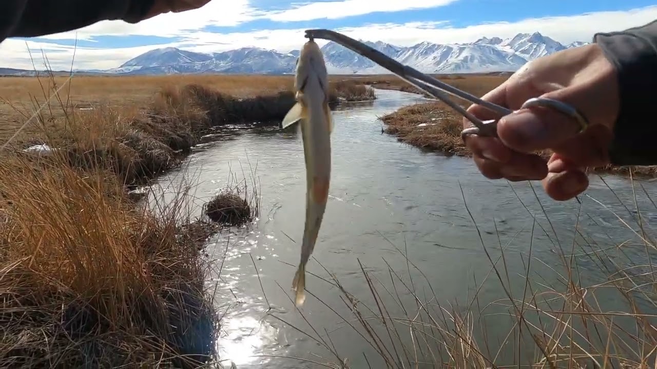 Mammoth Fly Fishing (2/3/2024)