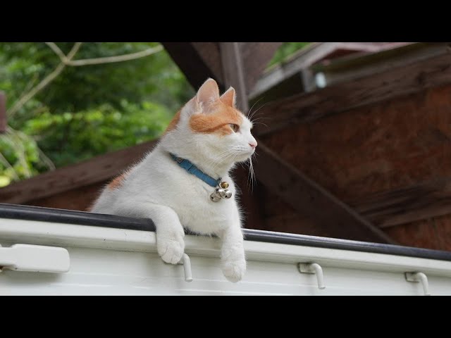 軽トラのちろ 251106 - YouTube