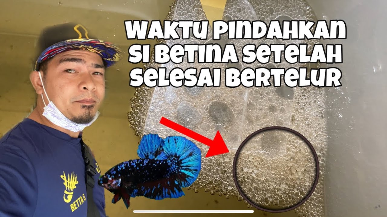 Alhamdullilah betina ikan laga selesai bertelur // waktu untuk asingkan ikan betina