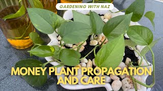 Money Plant Propagation and Care - Planting Hack - Gardening with NAZ.