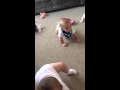 Phoebe and hartley crawling 