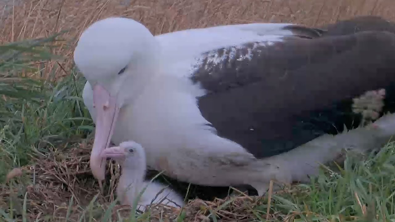 Royal Albatross Feeds Her Chick A Seafood Smoothie In New Zealand | DOC | Cornell Lab