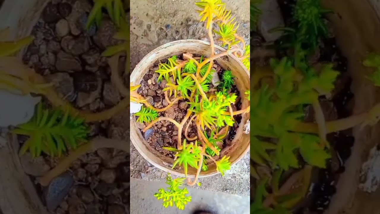 Spring Collection 2023 / natural Beauty of Village 