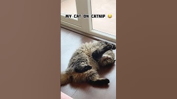 #catnip 😂 #catnipcraze #cats #funnycats #catlife #funnyanimals #shorts #youtubeshorts
