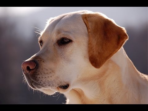Video: Cómo entrenar a un perro para proteger a los pollos del patio trasero