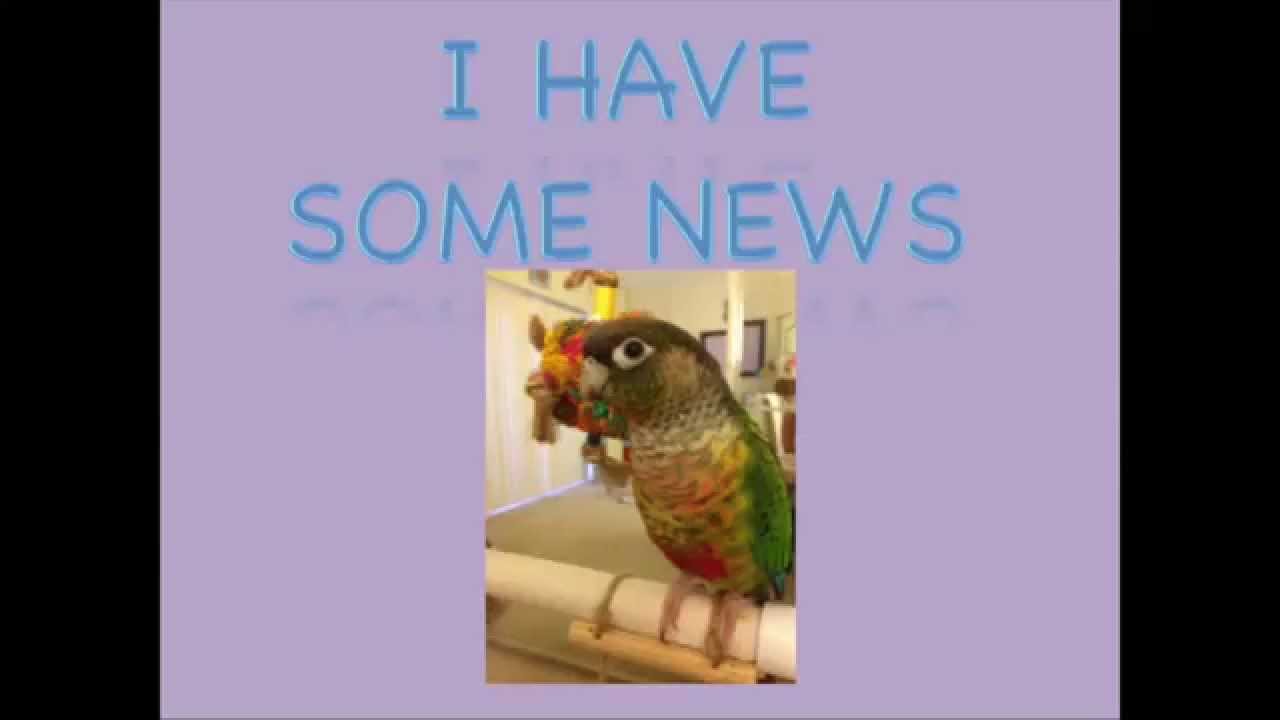 Safe Bird Toys YouTube