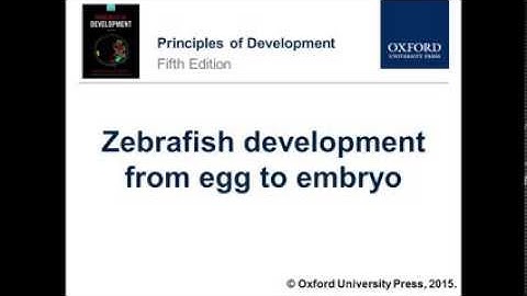 Zebrafish development from egg to embryo