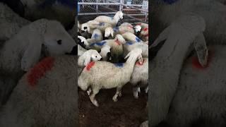 Çubuk Canlı Hayvan Pazarı Küçükbaş Hayvan Bölümü 23.04.2026