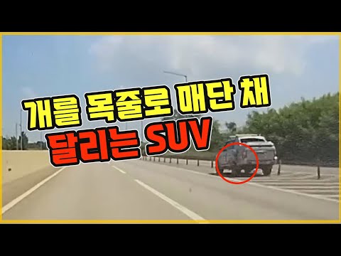 고속도로에서 <strong>무쏘</strong> 스포츠 짐칸에 위험하게 타고 있던 대형견이 밖으로 떨어졌는데...