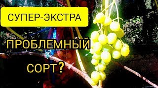 Виноград СУПЕР-ЭКСТРА/два слабых места супер-экстра,и как с этим бороться