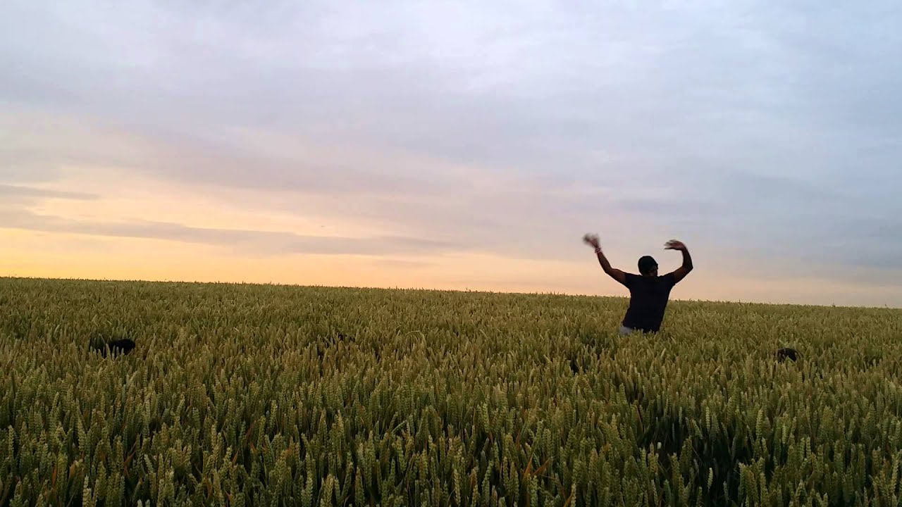 Meerkat's at play in a cornfield (funny)