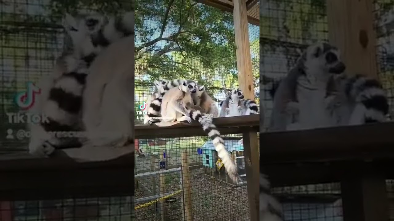 Chase Rescue  Sanctuary  has  taken in  many unwanted or aggressive pets.