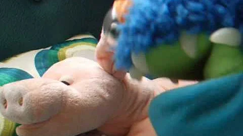 Carolyn Braden: Meet Huber the Piglet (Gund's Arno...